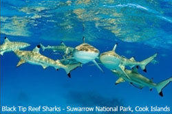 Black tip reef sharks, Suwarrow, Cook Islands
